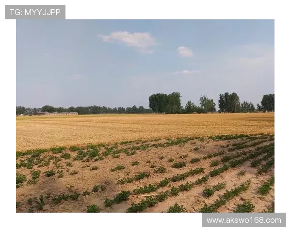 《原乡》：一场触及灵魂深处的归途，关于土地、情感与不朽的乡愁